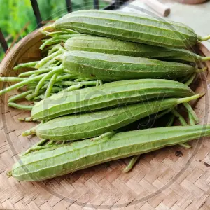Ridge gourd(jhinguni)1kg