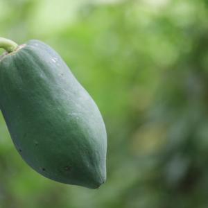 Fresh Papaya (Papita)500gm