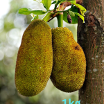 Fresh Jackfruit (Kathal)1kg