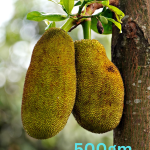 Fresh Jackfruit (Kathal)500gm