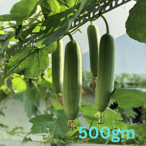 Fresh Sponge Gourd (nenua)1kg
