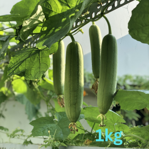 Fresh Sponge Gourd (nenua)500mg