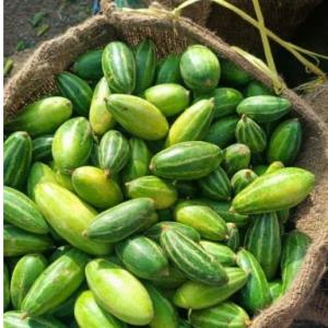pointed gourd(parwal)500gm
